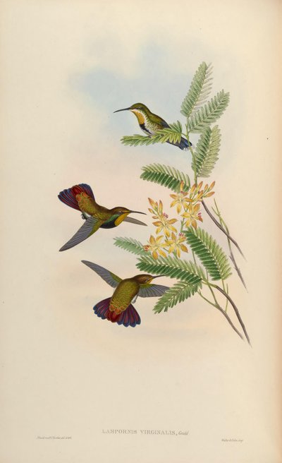 Lampornis virginalis = Anthracothorax dominicus aurulentus de John Gould